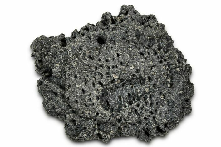 Fossil Glyptodont (Glyptotherium) Bony Armor Osteoderm - Florida #351066